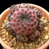 Sulcorebutia_rauschii_1